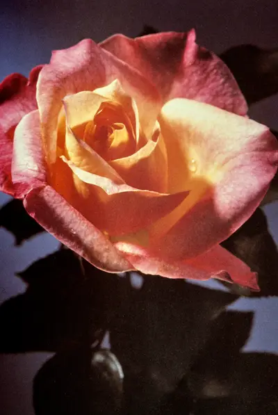A photograph of a pink-and-yellow rose in soft lighting against a gray background